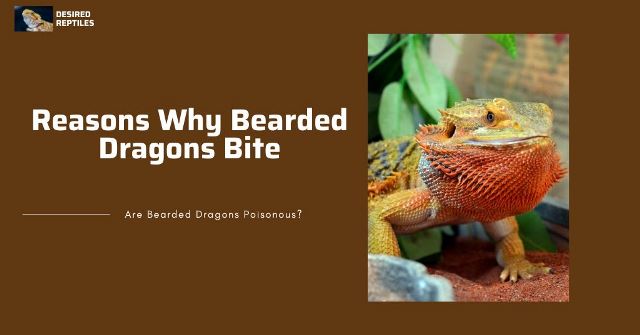 bites of bearded dragons reasons why bearded dragon bites