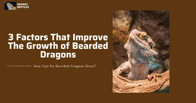 factors that improve the growth of bearded dragons