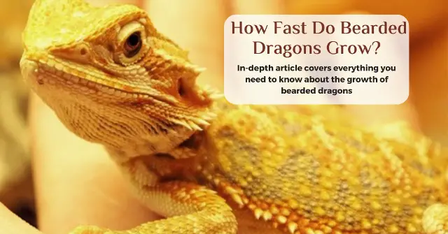 how fast do bearded dragons grow