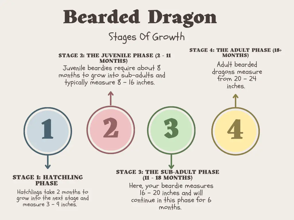 growth stages