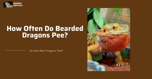 Bearded Dragons pee how often do bearded dragons pee
