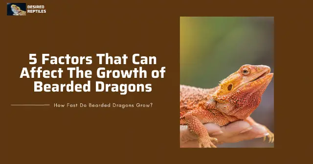 factors that can affect growth of bearded dragons