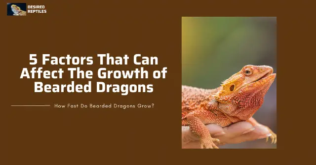 bearded dragon's growth affecting factors what affect the growth of bearded dragons