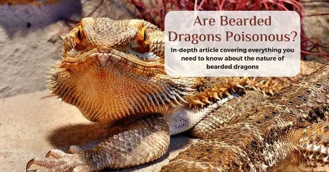 are-bearded-dragons-poisonous-or-venomous-desired-reptiles