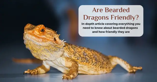 are bearded dragons friendly
