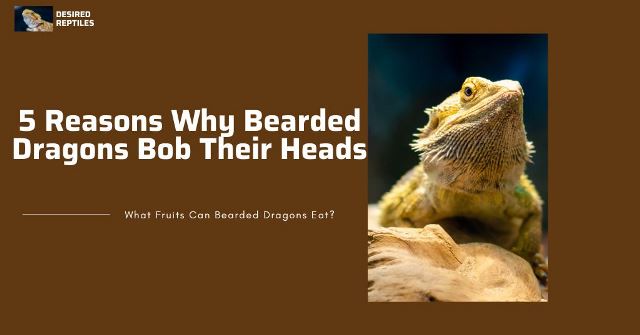 reasons why your bearded dragon bob its head
