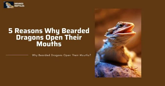 reasons for opening mouth reasons why bearded dragons open their mouths