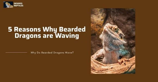 reasons for waving main reasons why bearded dragons wave