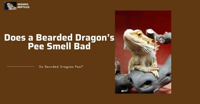 smell of bearded dragon's pee the smell of bearded dragon's pee
