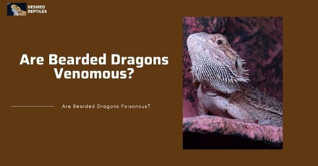 venomous bearded dragon are bearded dragons venomous