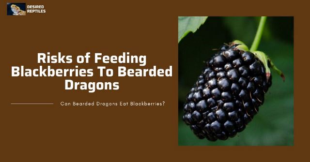 risks of feeding many blackbarries to bearded dragons