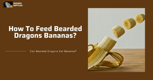 how to feed bananas to bearded dragons properly