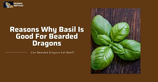 benefits of feeding basil to bearded dragons