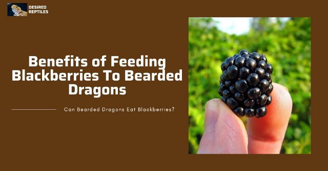 benefits of feeding blackberries to bearded dragons