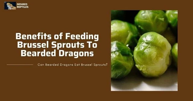 bearded dragon eating brussels sprouts benefits of feeding brussels sprouts to bearded dragons