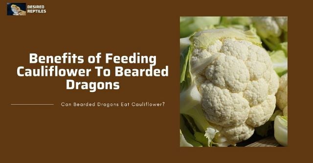 benefits of feeding cauliflower to bearded dragons