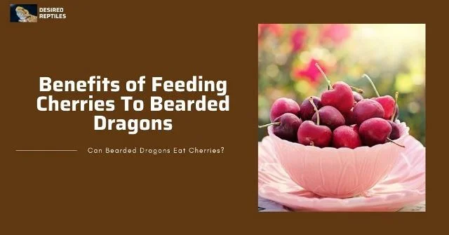 bearded dragon eating cherries benefits of feeding cherries to bearded dragons