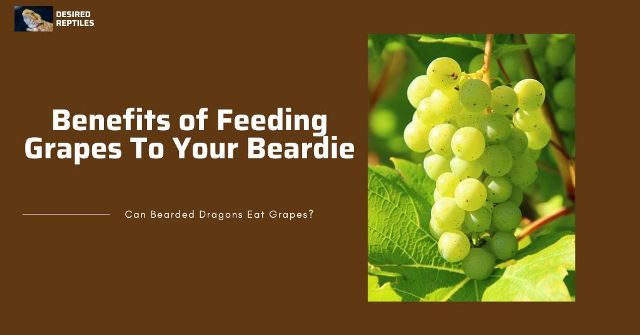 bearded dragon eating grapes benefits of feeding grapes to bearded dragons