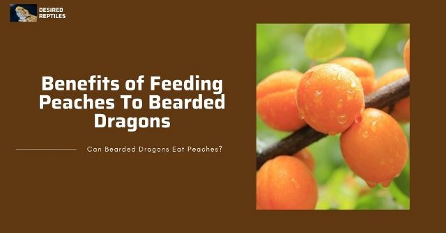 bearded dragon eating peach benefits of feeding peaches to bearded dragons