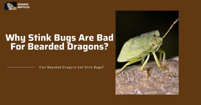 reasons why stink bugs are bad for bearded dragons