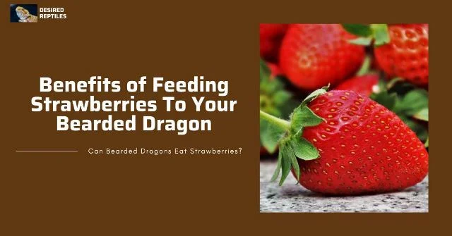 bearded dragon eating strawberries benefits of feeding strawberries to bearded dragons