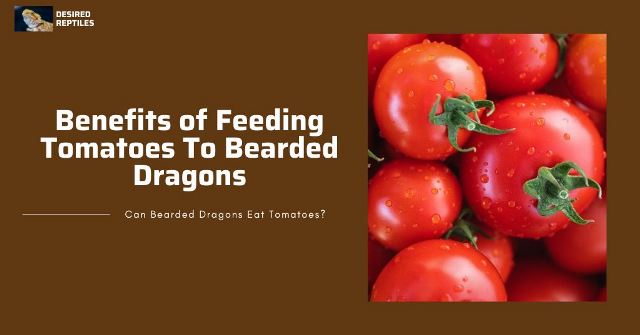 benefits of feeding tomatoes to bearded dragons