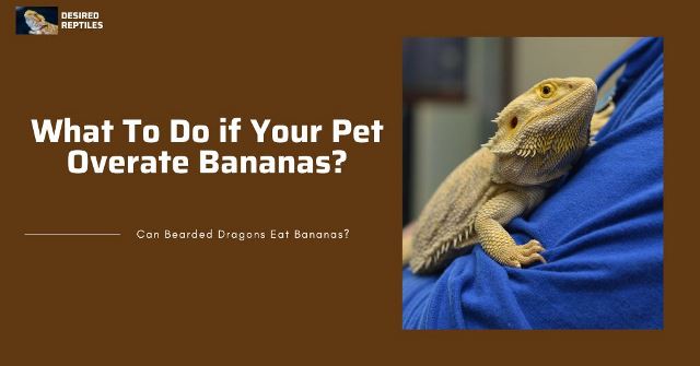 what to do when bearded dragons overeat bananas