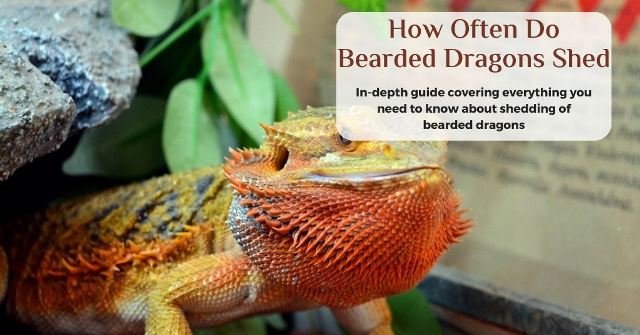 how often do bearded dragons shed