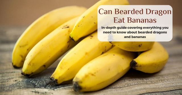 can bearded dragons eat bananas