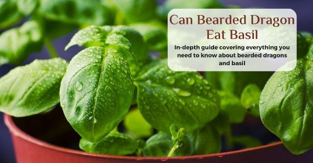 can bearded dragons eat basil