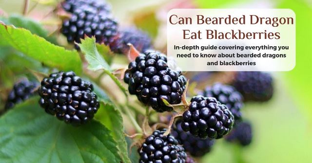 can bearded dragons eat blackberries