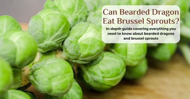 can bearded dragons eat brussel sprouts