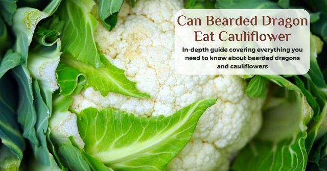 can bearded dragons eat cauliflower