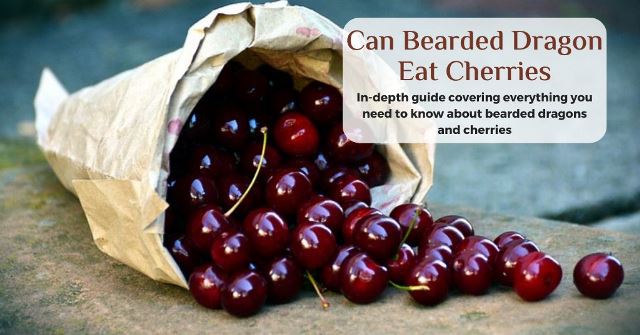 can bearded dragons eat cherries