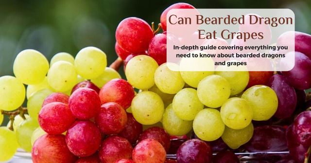 can bearded dragons eat grapes