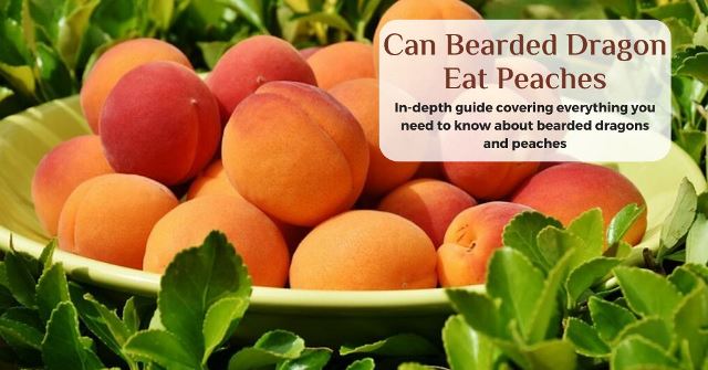 can bearded dragons eat peaches