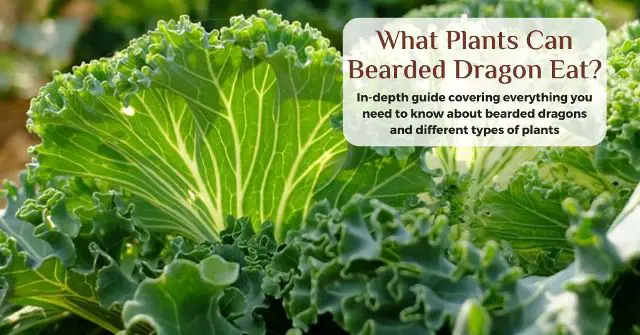 safe plants for bearded dragons