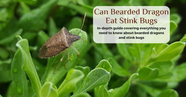 can bearded dragons eat stink bugs