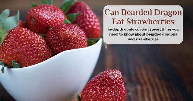 can bearded dragons eat strawberries