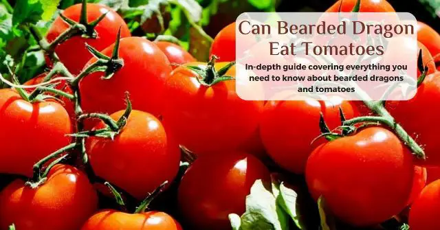can bearded dragons eat tomatoes