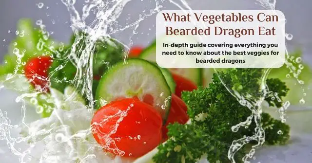 what vegetables can bearded dragons eat