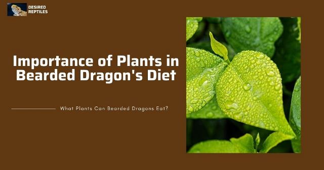 bearded dragons eating plants five reasons why bearded dragons need plants in their diet