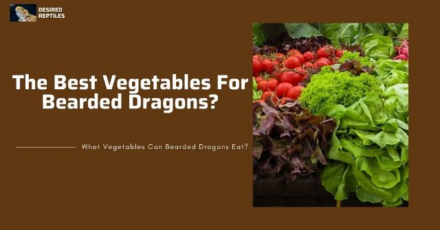 safe vegetables for bearded dragons
