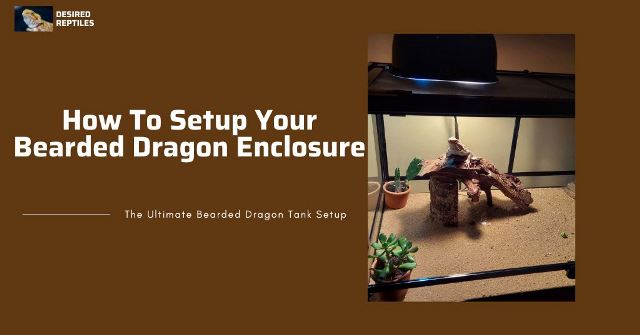 how to build and set up a tank for bearded dragons