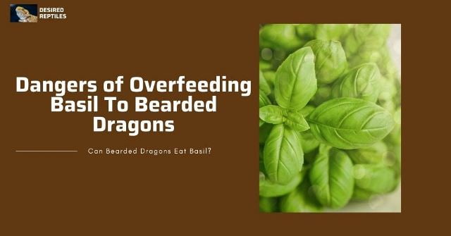 dangers of feeding basil to bearded dragons daily