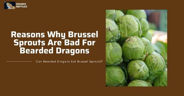 cons of feeding brussel sprouts to bearded dragons daily