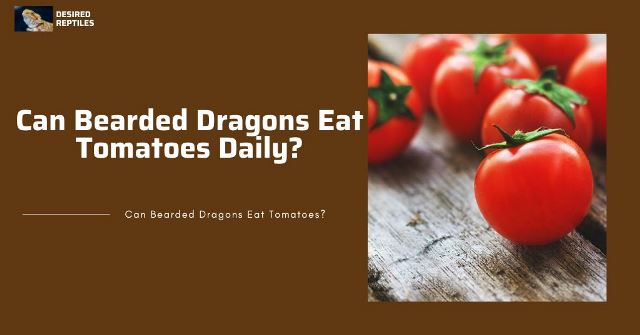 danger of feeding bearded dragons tomatoes daily
