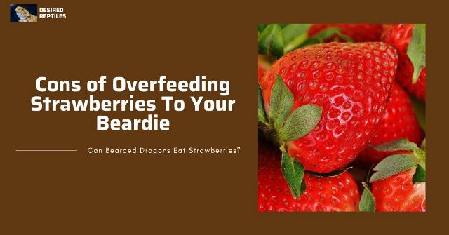 overfeeding strawberries to bearded dragons