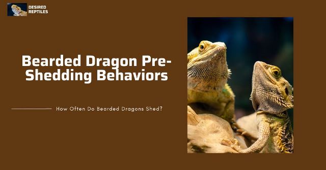 Picture of Why is my reptile shedding? What do I need to look for with shedding ...