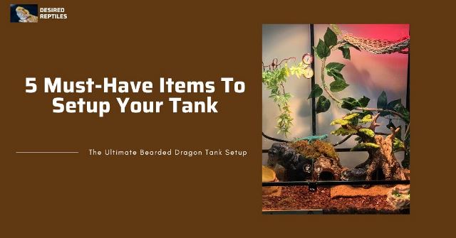 requirements to setup a tank main items to set up a bearded dragon tank
